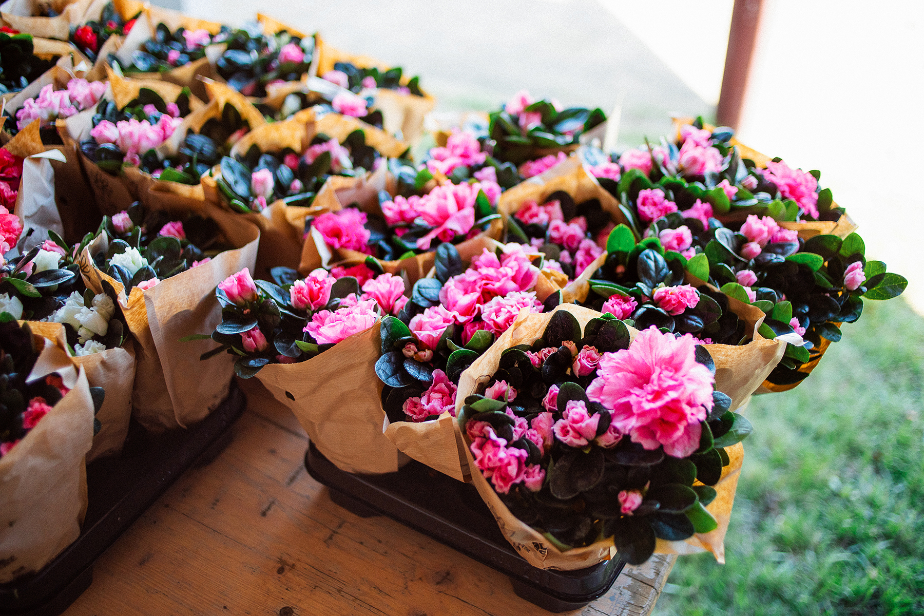 azalea