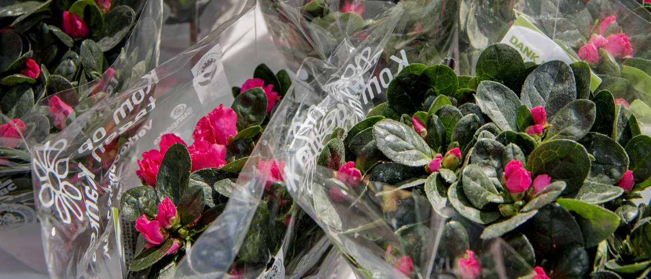 Plantjesweekend Kom op tegen Kanker